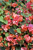 BOUGAINVILLEA ORANGE