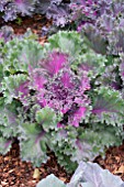 BRASSICA OLERACEA CHIDORI RED KALE