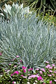 ELYMUS ARENARIUS BLUE DUNE