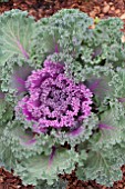 BRASSICA OLERACEA KAMOME PINK KALE