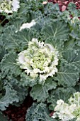 BRASSICA OLERACEA KAMOME WHITE KALE