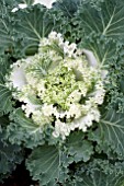 BRASSICA OLERACEA KAMOME WHITE KALE