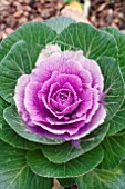 BRASSICA OLERACEA LUCIR ROSE CABBAGE