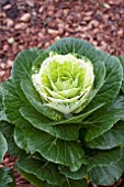 BRASSICA OLERACEA LUCIR WHITE CABBAGE