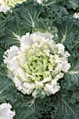 BRASSICA OLERACEA NAGOYA WHITE KALE