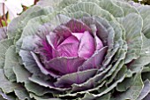 BRASSICA OLERACEA ORNAMENTAL CABBAGE