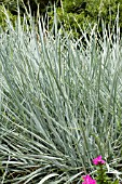 ELYMUS ARENARIUS BLUE DUNE