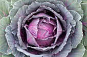 BRASSICA OLERACEA ORNAMENTAL CABBAGE