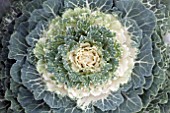 BRASSICA OLERACEA ORNAMENTAL CABBAGE