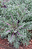 BRASSICA OLERACEA PEACOCK RED KALE