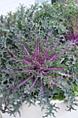 BRASSICA OLERACEA PEACOCK RED KALE