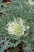 BRASSICA OLERACEA PEACOCK WHITE KALE