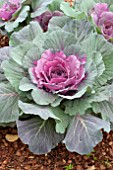 BRASSICA OLERACEA TOKYO RED CABBAGE