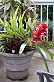 BROMELIADS IN CONTAINER