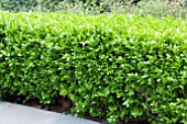 BUXUS JAPONICA