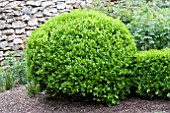 BUXUS MICROPHYLLA JAPONICA WINTER GEM