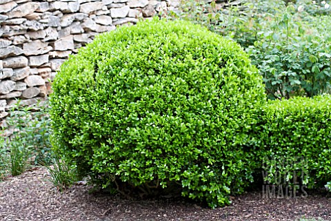 BUXUS_MICROPHYLLA_JAPONICA_WINTER_GEM