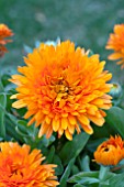 CALENDULA OFFICINALIS MANDARIN TWIST