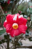 CAMELLIA JAPONICA ADOLPHE AUDUSSON