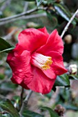 CAMELLIA JAPONICA BARBARA MORGAN