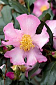 CAMELLIA JAPONICA CLEOPATRA