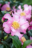 CAMELLIA JAPONICA CLEOPATRA