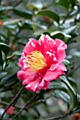 CAMELLIA JAPONICA FANNY BOLIS