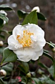 CAMELLIA JAPONICA FRIZZLE WHITE