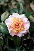 CAMELLIA JAPONICA HAWAII