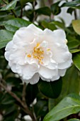 CAMELLIA JAPONICA JULIA FRANCE