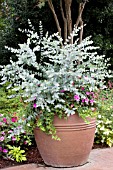 EUCALYPTUS CINEREA IN CONTAINER