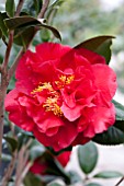 CAMELLIA JAPONICA KRAMERS SUPREME