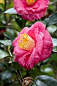 CAMELLIA JAPONICA LADY CLARE