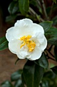 CAMELLIA JAPONICA LEUCANTHA