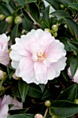 CAMELLIA JAPONICA OTOME