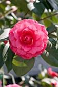 CAMELLIA JAPONICA POPE PIUS IX