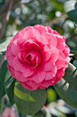 CAMELLIA JAPONICA POPE PIUS IX