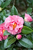 CAMELLIA JAPONICA SCENTSATION