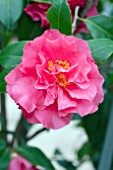 CAMELLIA JAPONICA SCENTSATION