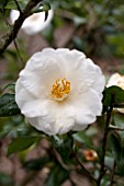 CAMELLIA JAPONICA SNOWDRIFT