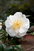 CAMELLIA JAPONICA WHITE EMPRESS