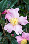 CAMELLIA JAPONICA WINTERS STAR
