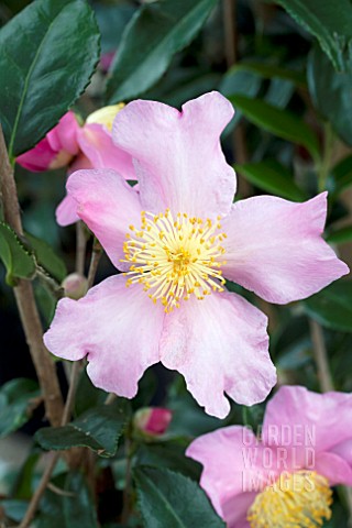 CAMELLIA_JAPONICA_WINTERS_STAR