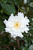 CAMELLIA SASANQUA