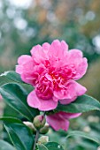 CAMELLIA SASANQUA DAZZLER