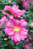 CAMELLIA SASANQUA KANJIRO