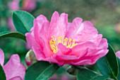 CAMELLIA SASANQUA KANJIRO