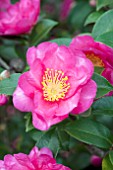 CAMELLIA SASANQUA KANJIRO