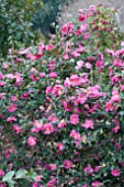 CAMELLIA SASANQUA KANJIRO