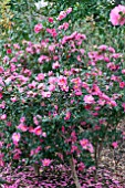 CAMELLIA SASANQUA KANJIRO